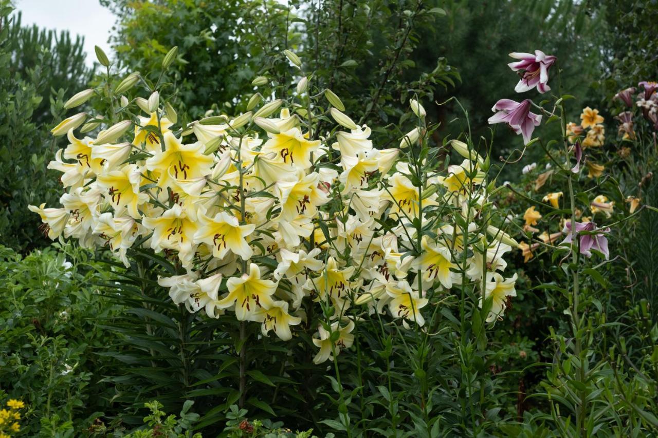 Benger Garden Millers Flat